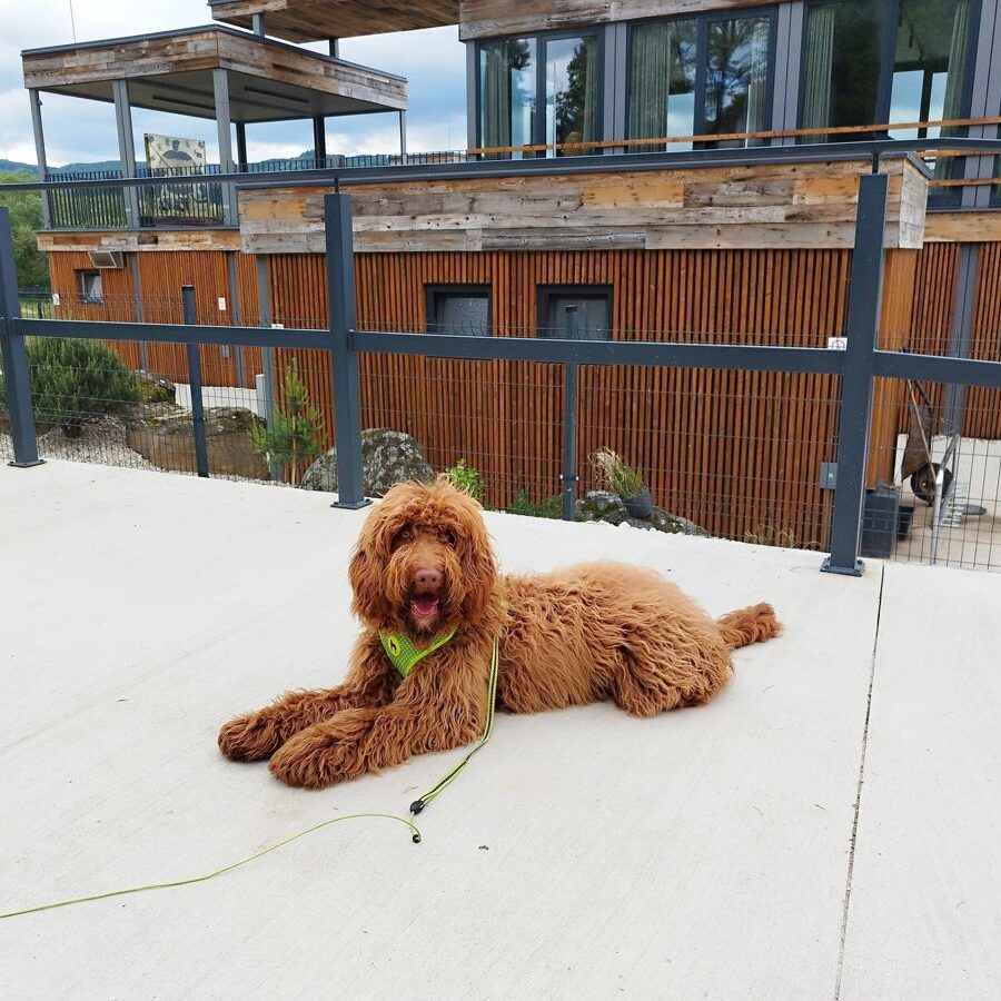 Australian Labradoodle - Rocky - sweetdogald-sk.com